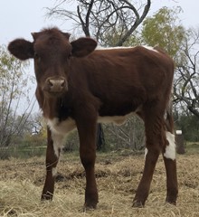 Red’s 2018 heifer