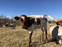 Dashing’s 2018 heifer