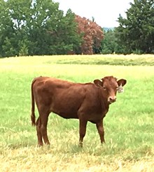 Prairie Fire Heifer